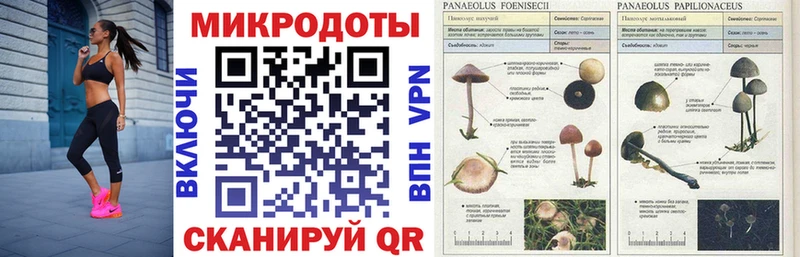 как найти   Калтан  Галлюциногенные грибы мухоморы 